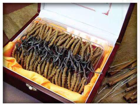 天镇冬虫夏草回收